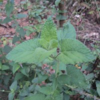 Salvia coccinea Buc'hoz ex Etl.